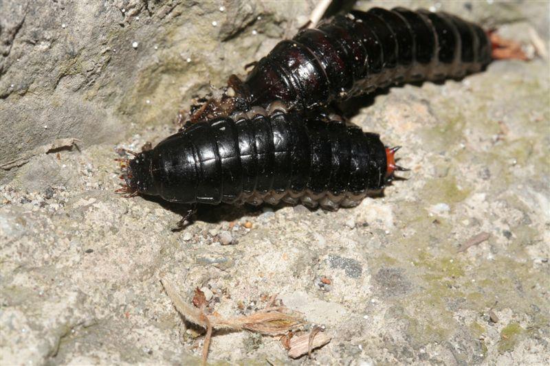 Da determinare: larve di?? Calosoma sycophanta